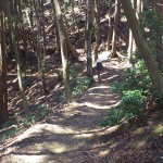 登山道(緩やか)