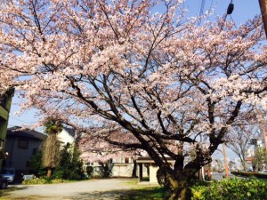ディジ・テック本社前の桜