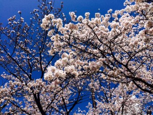 さくら　空