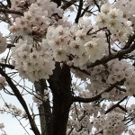 万葉の森 さくら