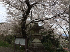 帰り道 桜