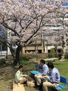 お花見2015（会社前の公園にて）