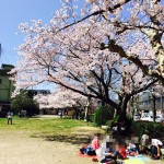 さくら2015①加工