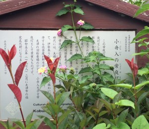 kobunairi_150624_2