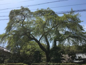 hazakura_sakamoto