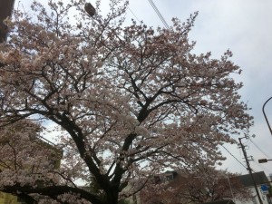 sakura_2016_1