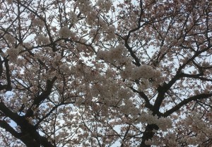 sakura_2016_2
