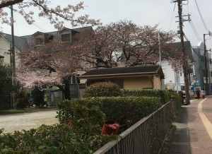sakura_2016_3