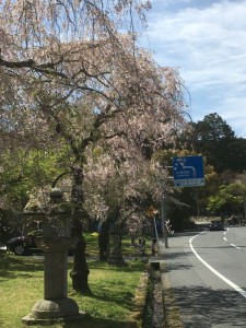 sakura_hiyoshi_1