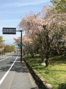 sakura_hiyoshi_2