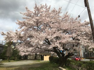sakura_matari1