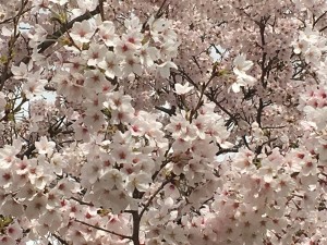 sakura_matari2