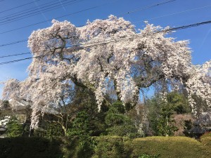 sakura_sakamoto1