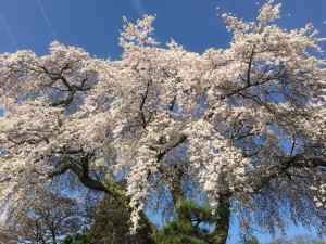 sakura_sakamoto12