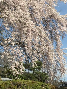 sakura_sakamoto_3