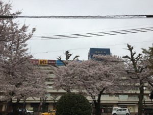 sakura_seibu