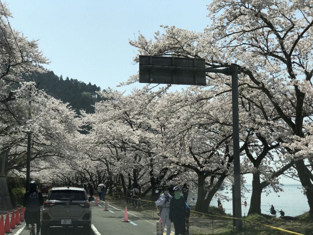 海津大崎とつづら尾崎の桜 ディジぶろ