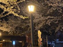 夜桜がきれいです