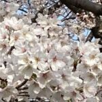 今年も桜の季節です