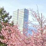 なぎさ公園の河津桜です