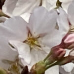 本社前の桜が咲きました。