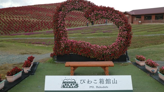 びわこ箱館山のコキア
